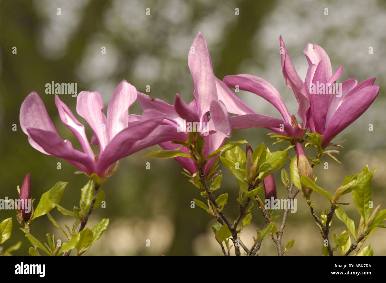 Pink violet flowers of Magnoliaceae magnolia x soulangeana Alexandrina ...
