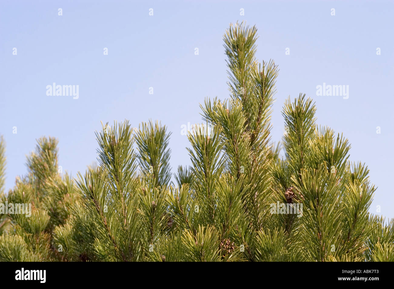 Swiss Mountain Pine or Mugo Pine with blue sky Pinaceae Pinus Mugo Stock Photo