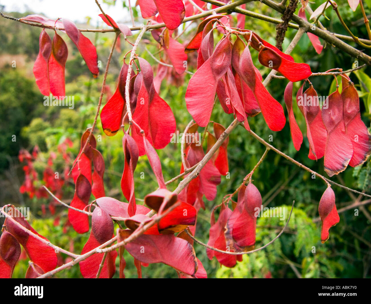 vegetation colorful colourful plant blossom flower bloom Loitokitok Kenya kenia East Africa afrika JUNGLE NALEMORU RIVER bed Stock Photo