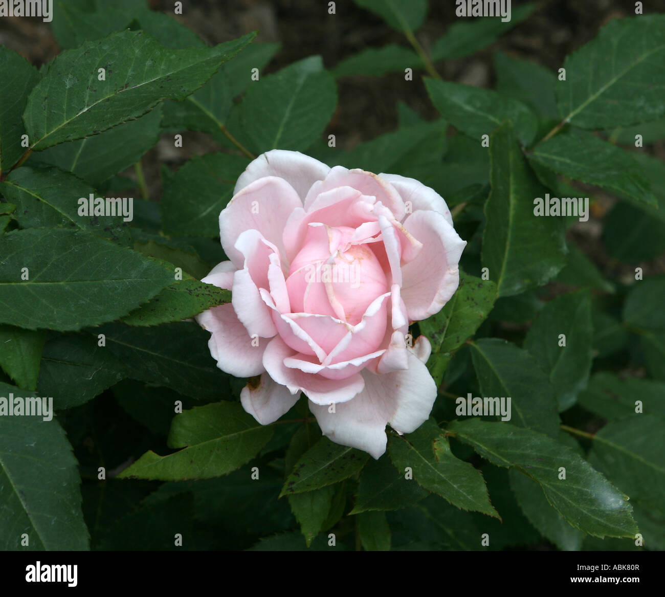 A pink Captain Christy rose Stock Photo - Alamy