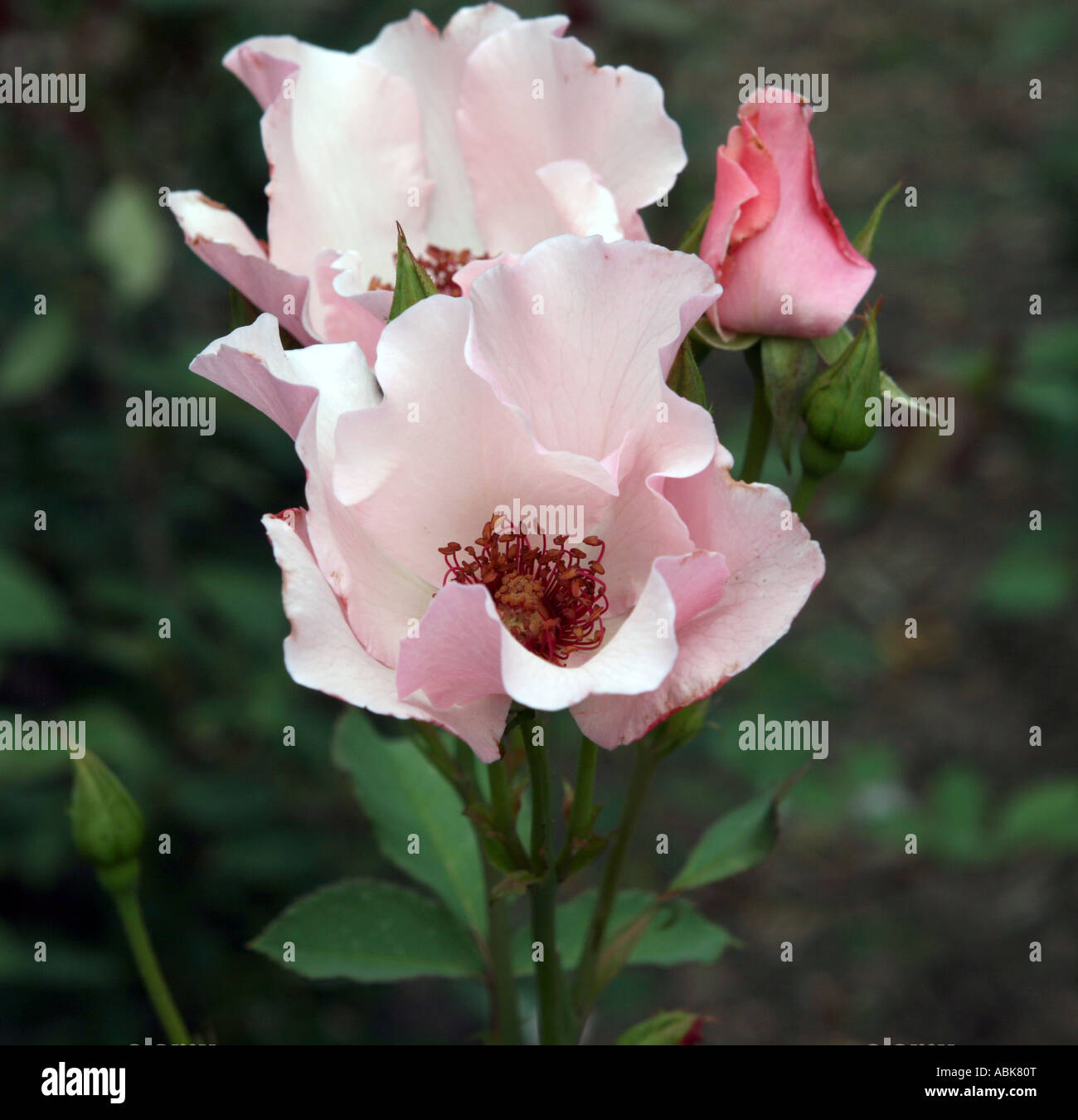 A Dainty Bess Hybrd Tea rose. Stock Photo