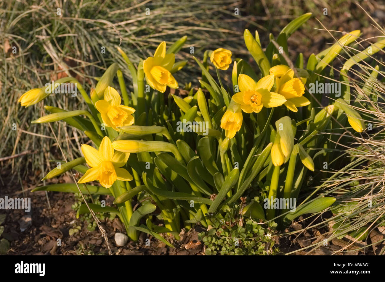 Yellow dwarf daffodils Amarylidaceae Narcissus Stock Photo Alamy