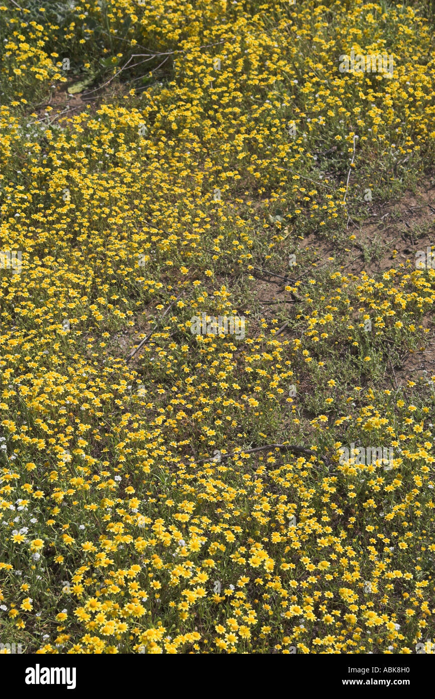 Woolly sunflowers (Eriophyllum lanatum var. obovatum) blooming in the hills of Southern California, USA Stock Photo