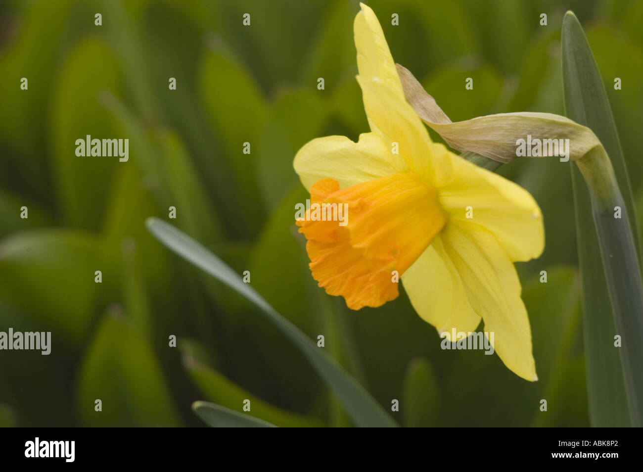 Alone flowers of yellow spring daffodil Amarylidaceae Narcissus Carbineer by A M Willson 1927 Stock Photo