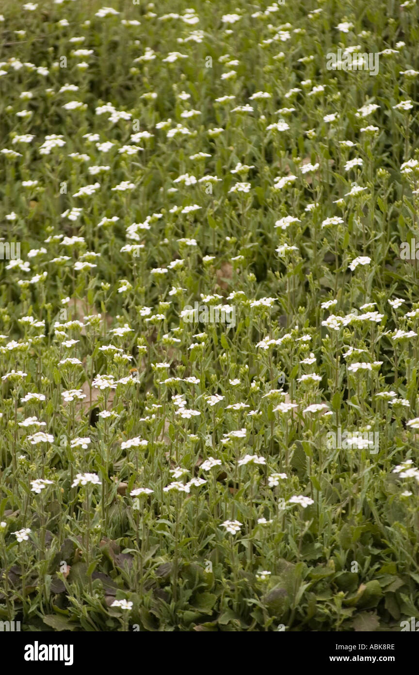 small white flowers of alpine rockcress Brassicaceae Arabis alpina Stock Photo