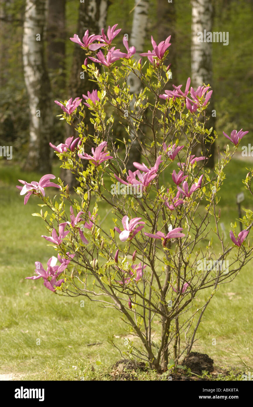 Pink violet flowers of Magnoliaceae magnolia x soulangeana Alexandrina ...