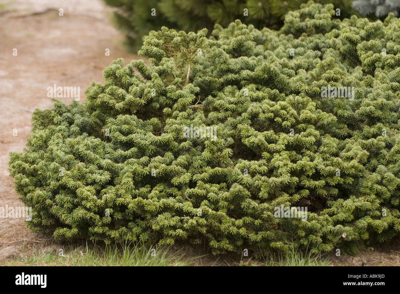 Pinaceae Pinus nigra Sycow Stock Photo