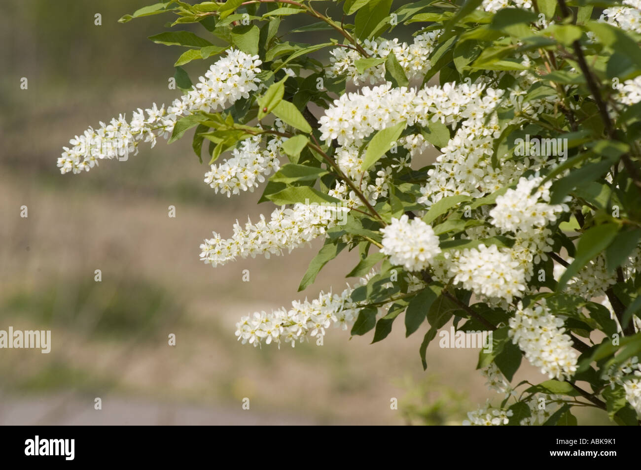 White flowers on European Bird Cherry twig or Mayday tree or Maybush Rosaceae Prunus padus Stock Photo