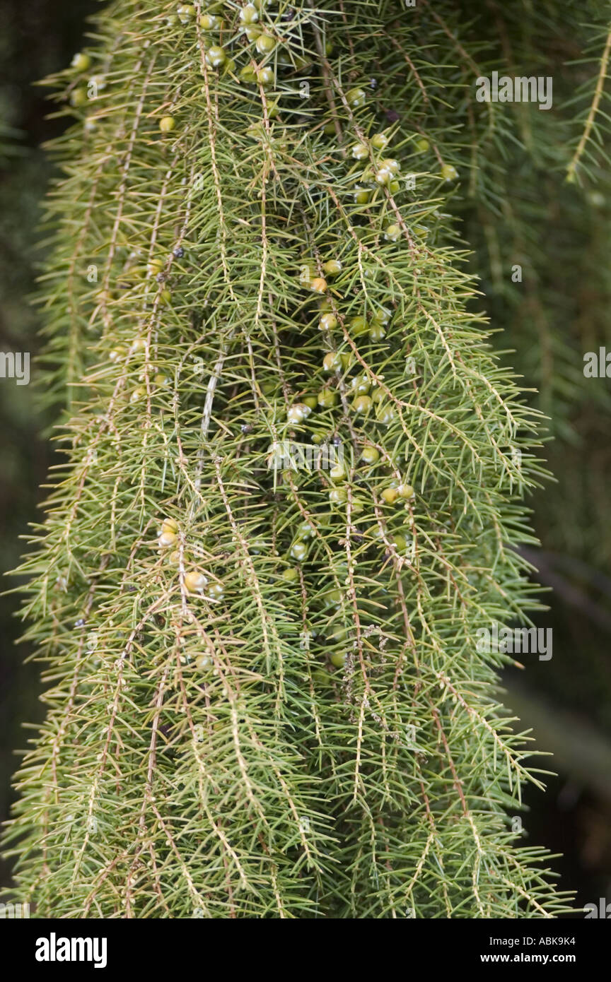 Juniper Cupressaceae Juniperus rigida Japan Korea China Stock Photo