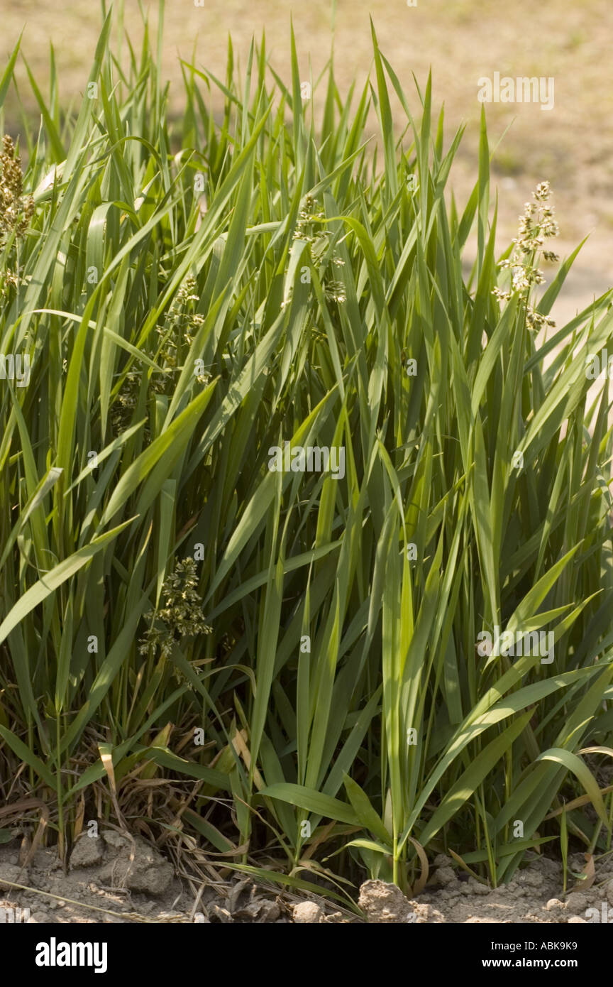 SWEETGRASS Graminae Hierochloe odorata Stock Photo