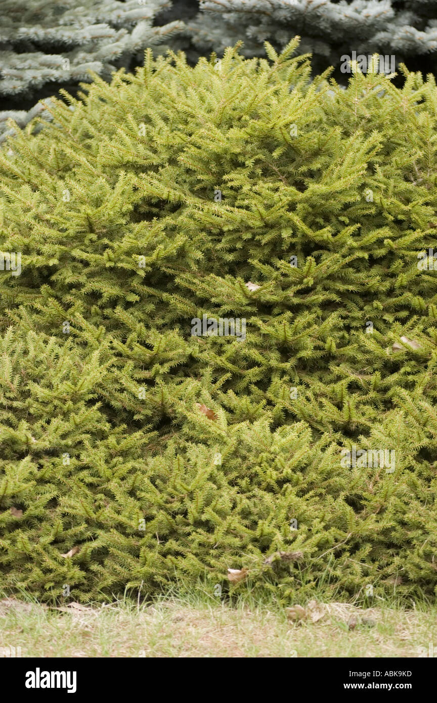 Pinaceae Picea abies Procumbens Stock Photo