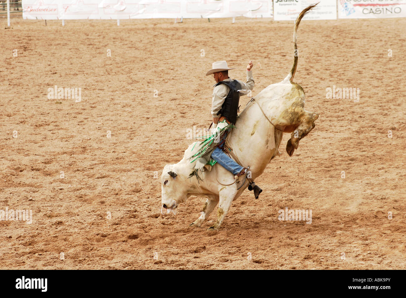bull riding event at an all-indian rodeo in Arizona Feb 2006 Stock ...