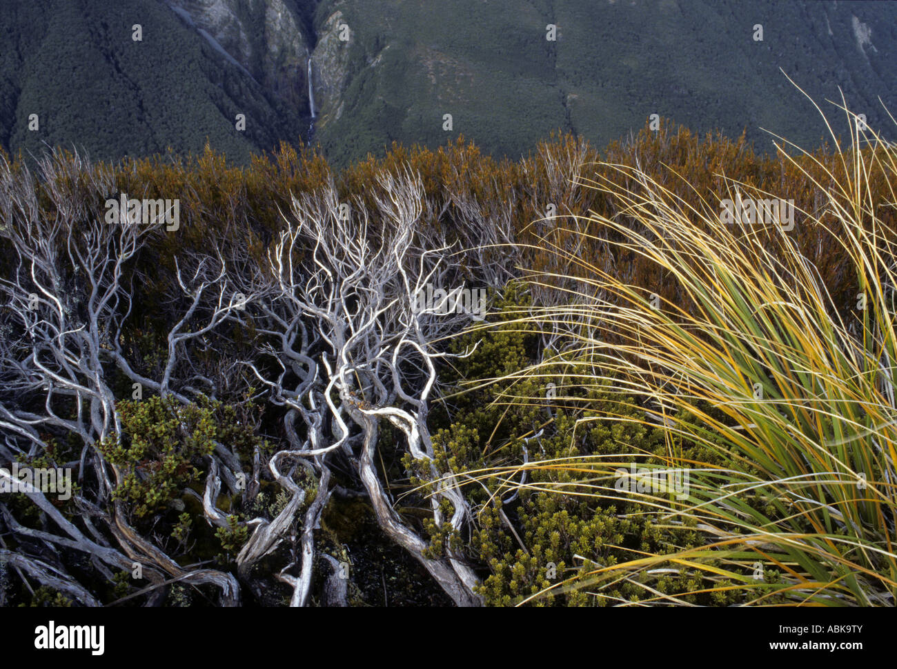 Alpine hebe and tussoc grass above Devils Punchbowl Falls Arthurs Pass South Island New Zealand Stock Photo