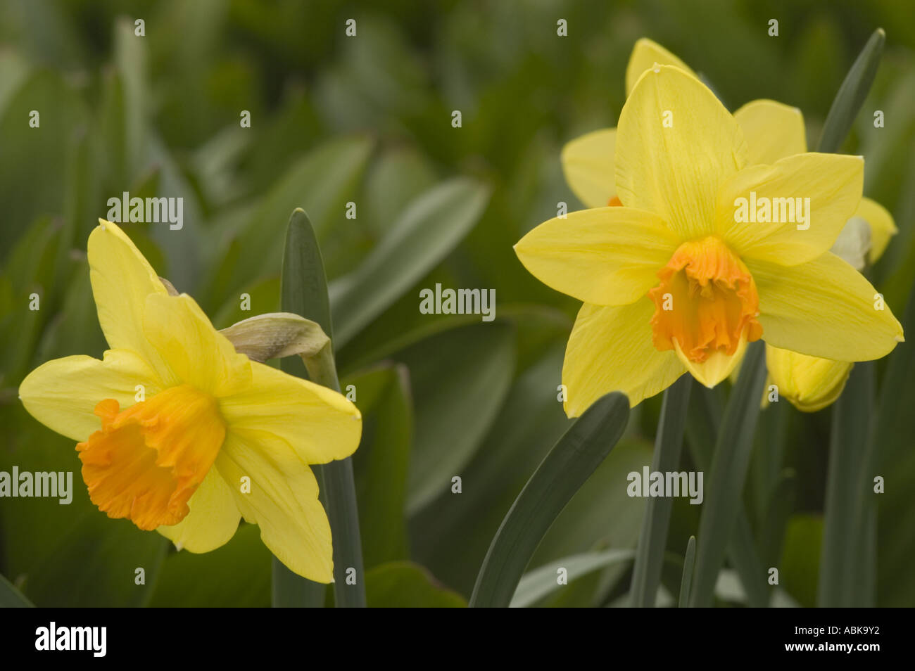 Two yellow spring daffodil Amarylidaceae Narcissus Carbineer flowers by A M Willson 1927 against a green background. Stock Photo