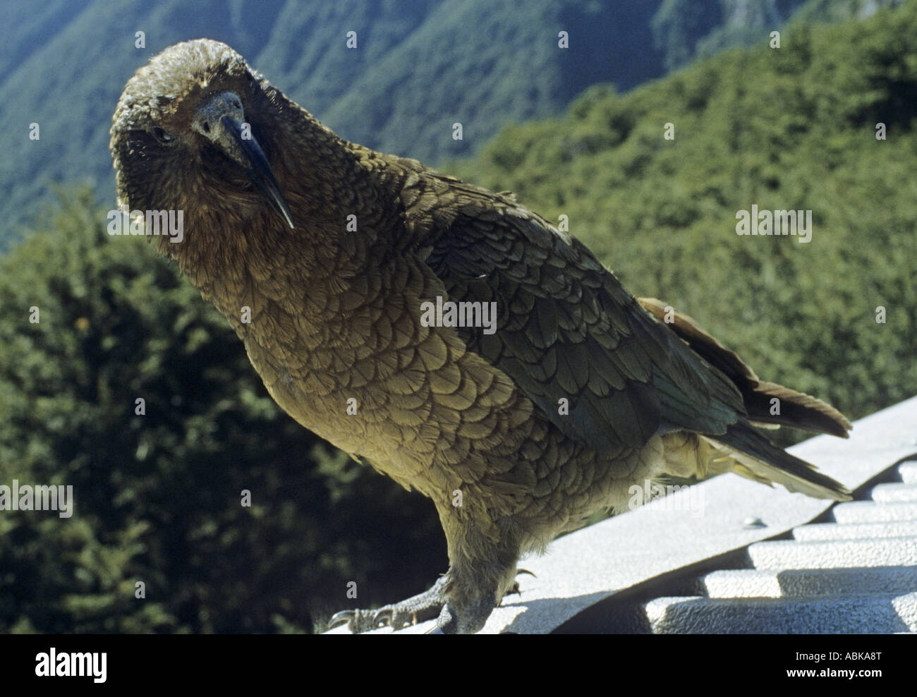 Mountain parrot kea on roof of hut on Routeburn Track New Zealand Stock Photo