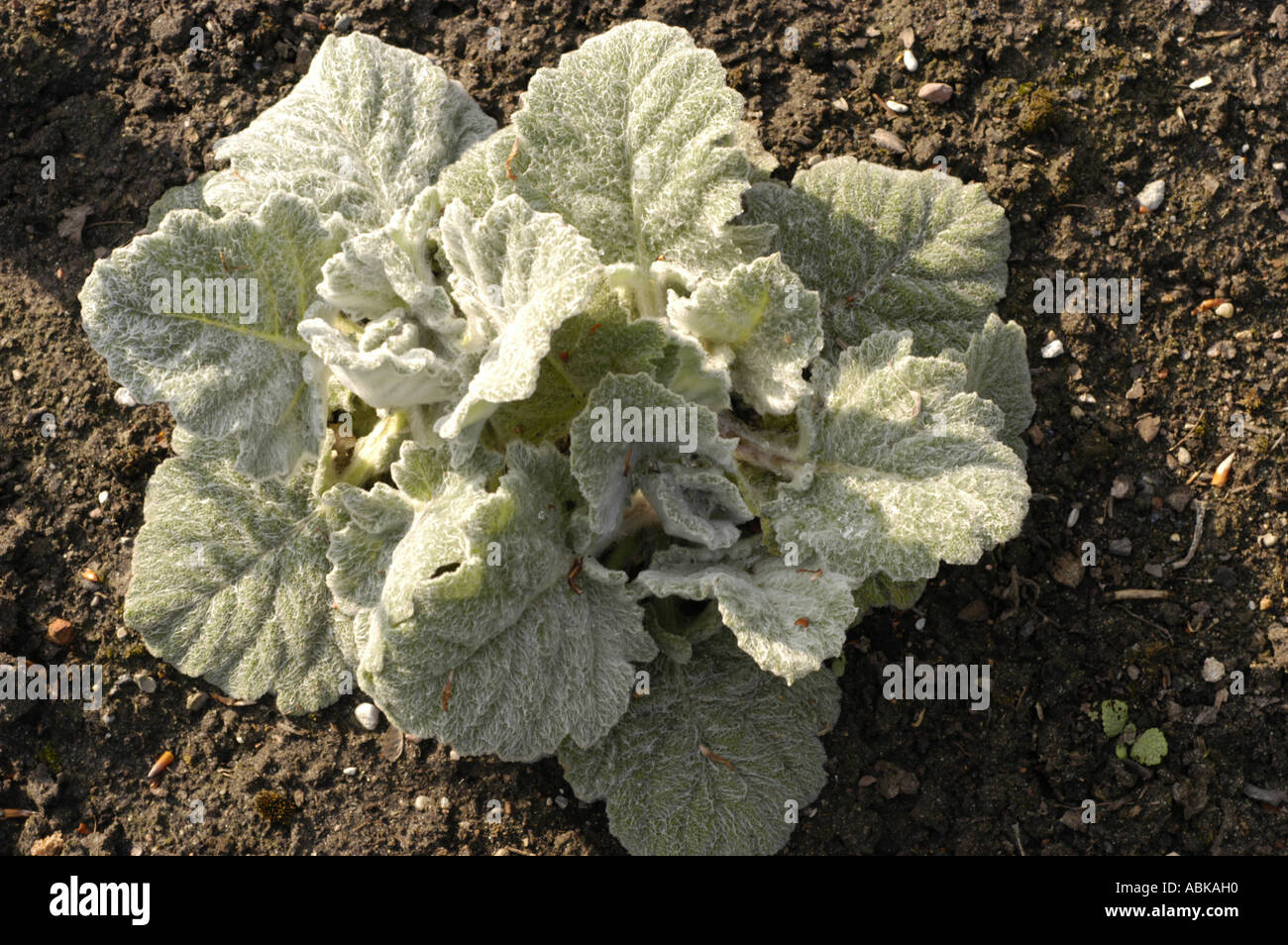 Silver sage Labiatae Salvia argentea Stock Photo