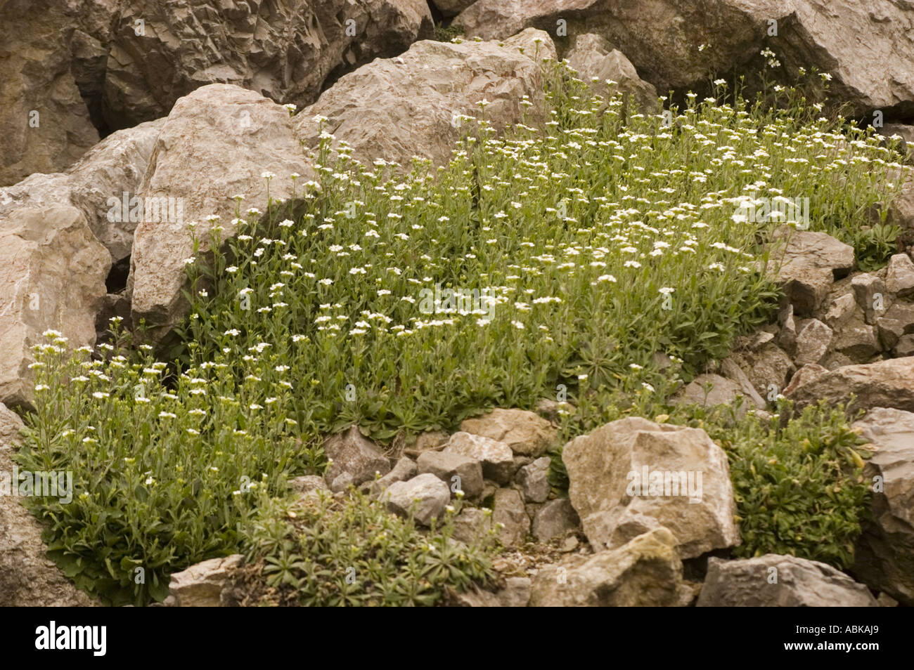 small white flowers of alpine rockcress Brassicaceae Arabis alpina Stock Photo