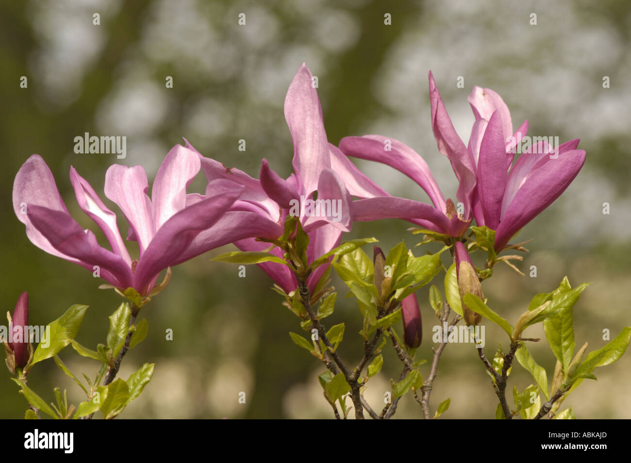 Pink violet flowers of Magnoliaceae magnolia x soulangeana Alexandrina ...