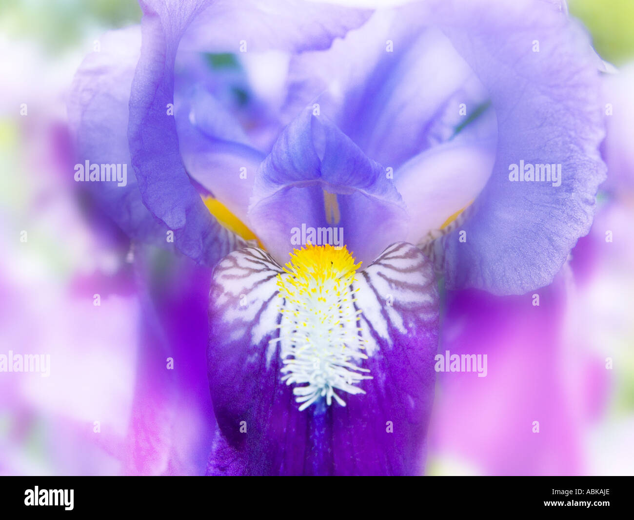 LILY IRIDACEAE Iris germanica L deutsche schwertlilie lilie lilly lili