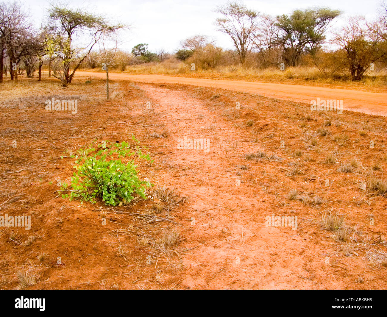 the red dust sand desert of the TSAVO WEST  NATIONAL PARK Kenya kenia East Africa  dirt road drive way safari  dirt track Stock Photo