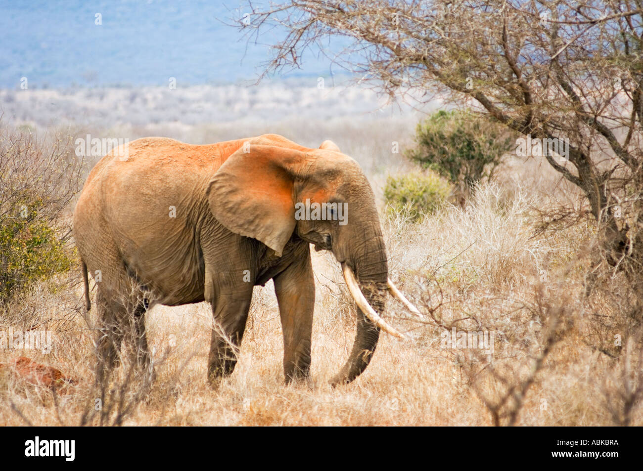 the famous red elefants elephants of the TSAVO WEST NATIONAL PARK Kenya