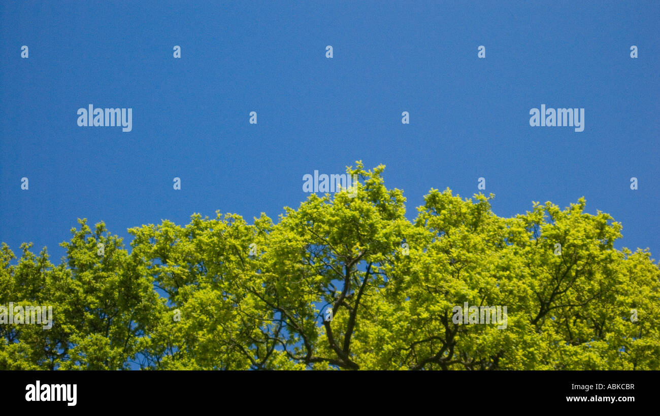 Bright green leaves of the oak tree against a blue sky landscape Stock ...