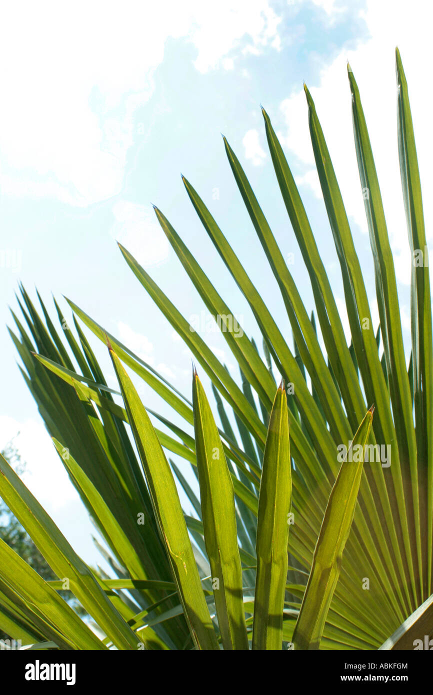 green palm leaves Stock Photo Alamy