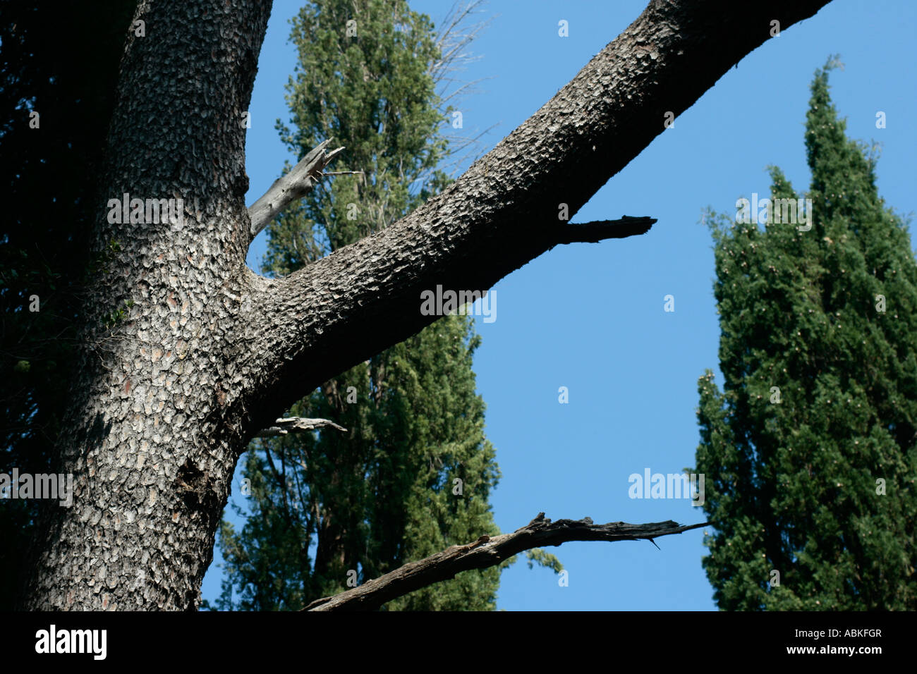Closeup of tall evergreen tree in Dubrovnic, Croatia Stock Photo