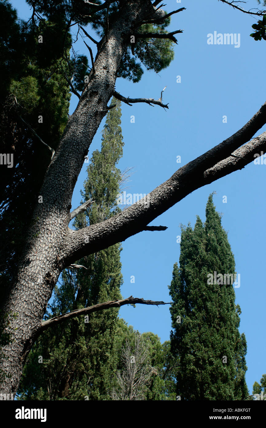 Tall evergreen tree in Dubrovnic, Croatia Stock Photo Alamy