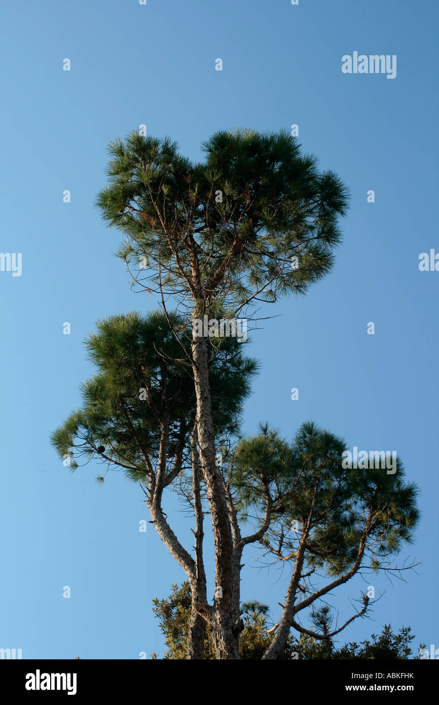 Tall tree reaches sky hi-res stock photography and images - Alamy