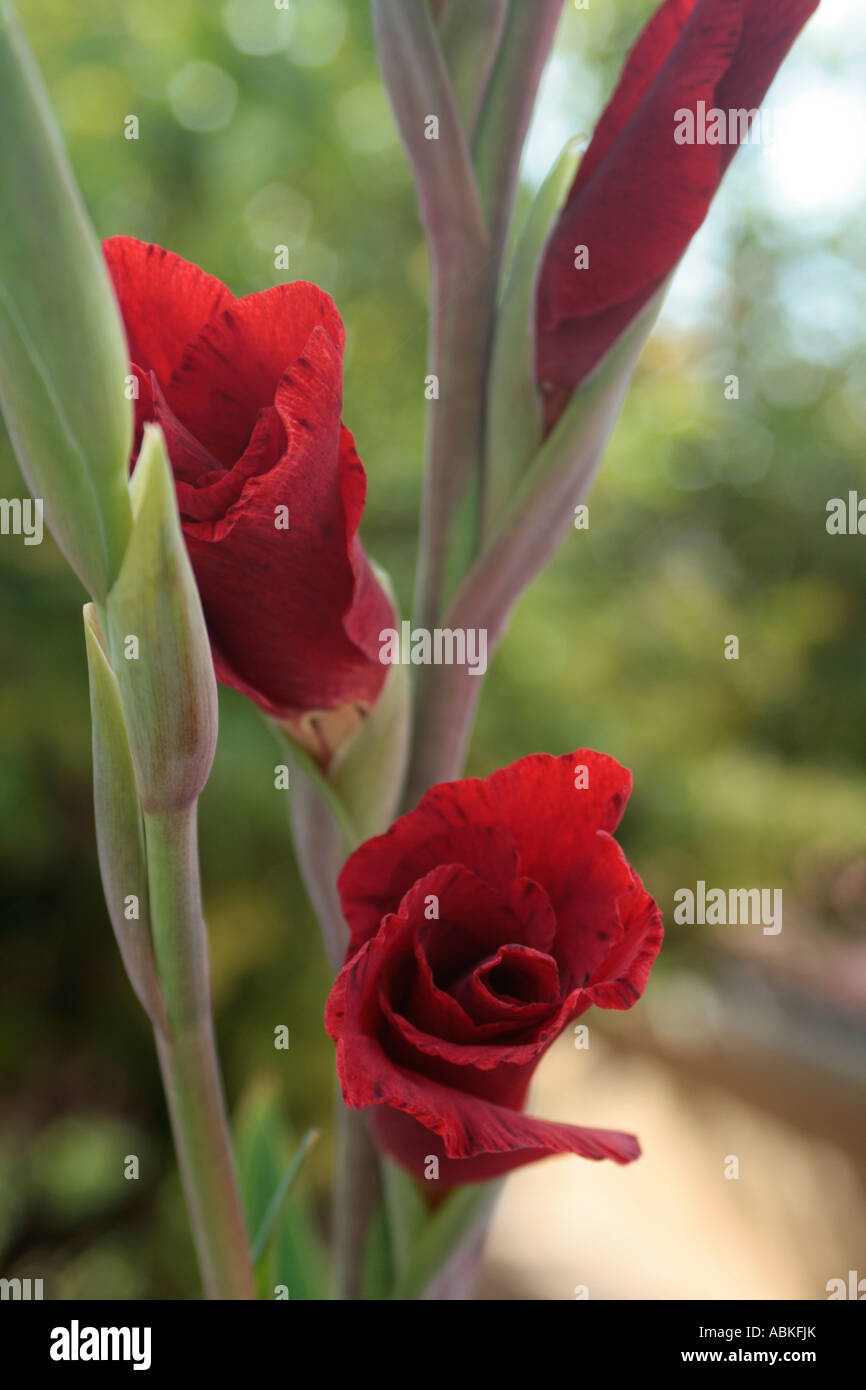 Gladiolus in Dubrovnik, Croatia Stock Photo