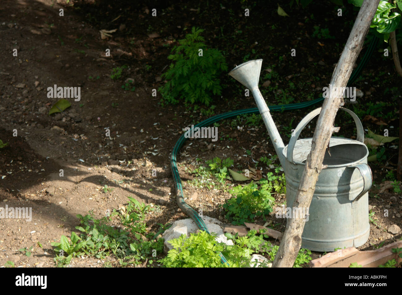 Tin watering can in garden Stock Photo
