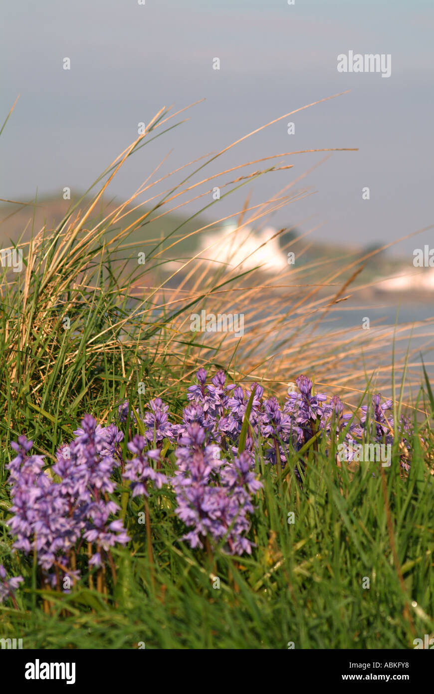 Uk purple wildflowers hi-res stock photography and images - Alamy