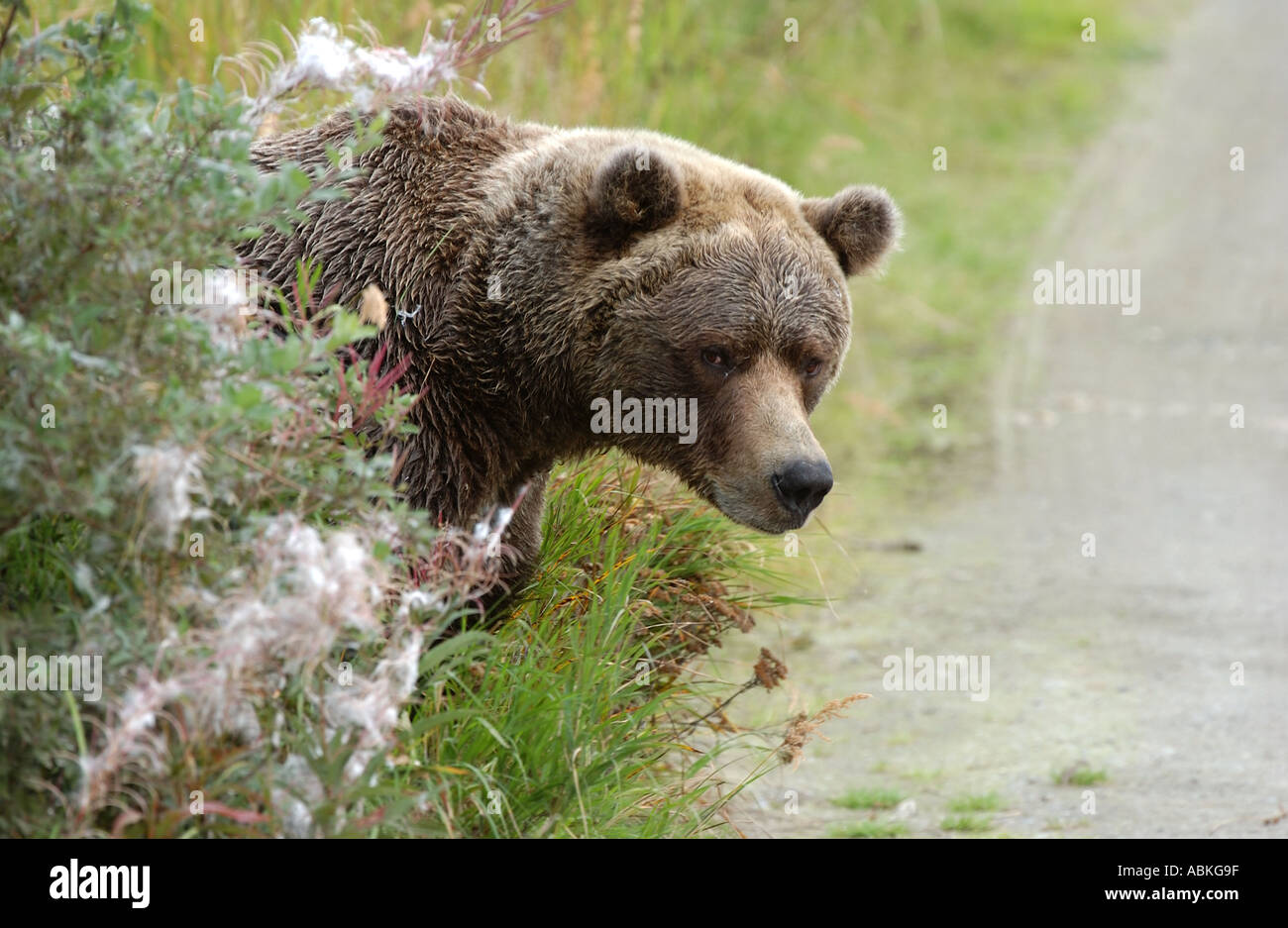 Brown Bear looking out from behind bush Alaska USA Stock Photo