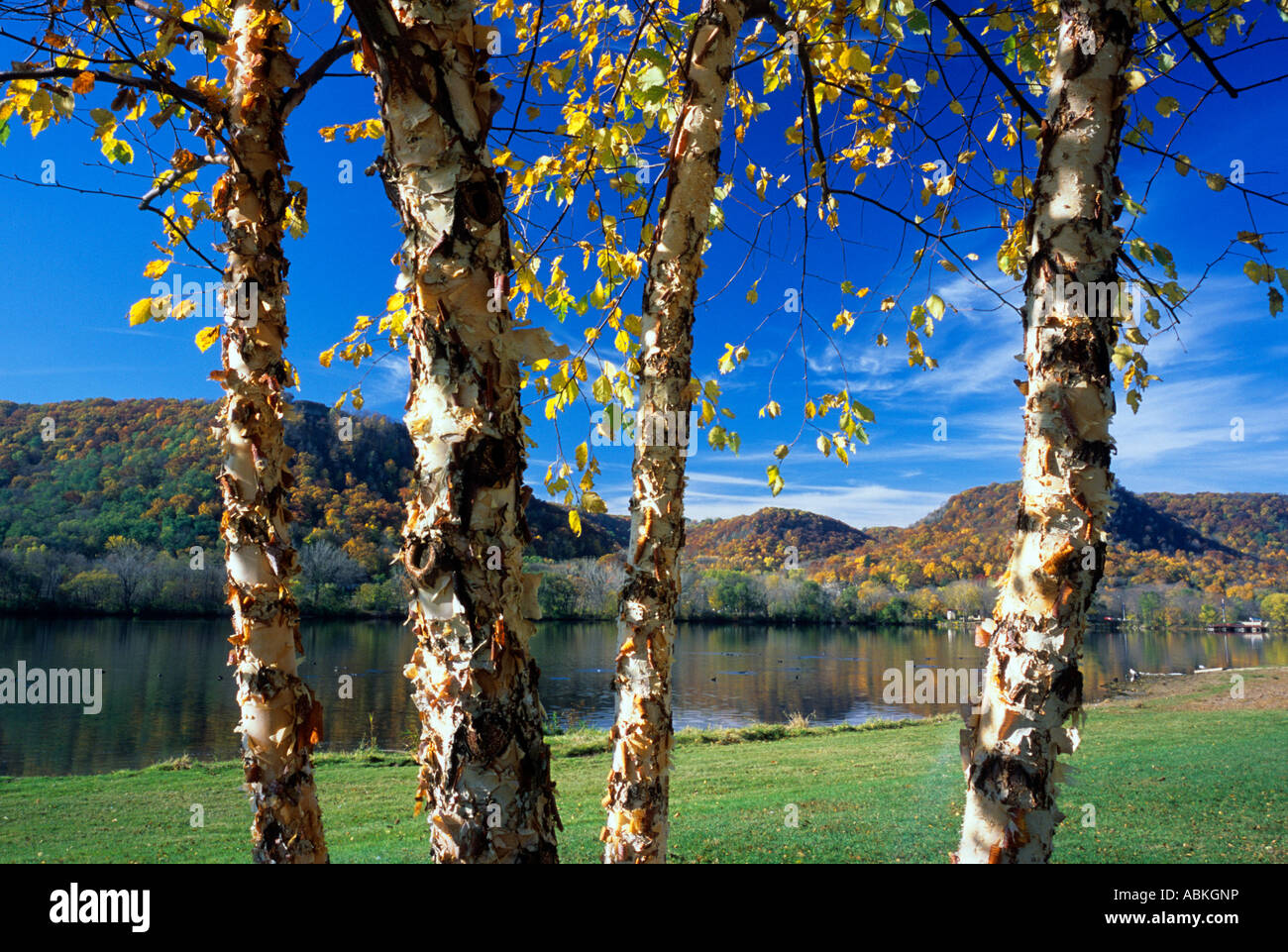 VIEW OF MISSISSIPPI RIVER BLUFFS THROUGH BIRCH TREES IN WINONA CITY