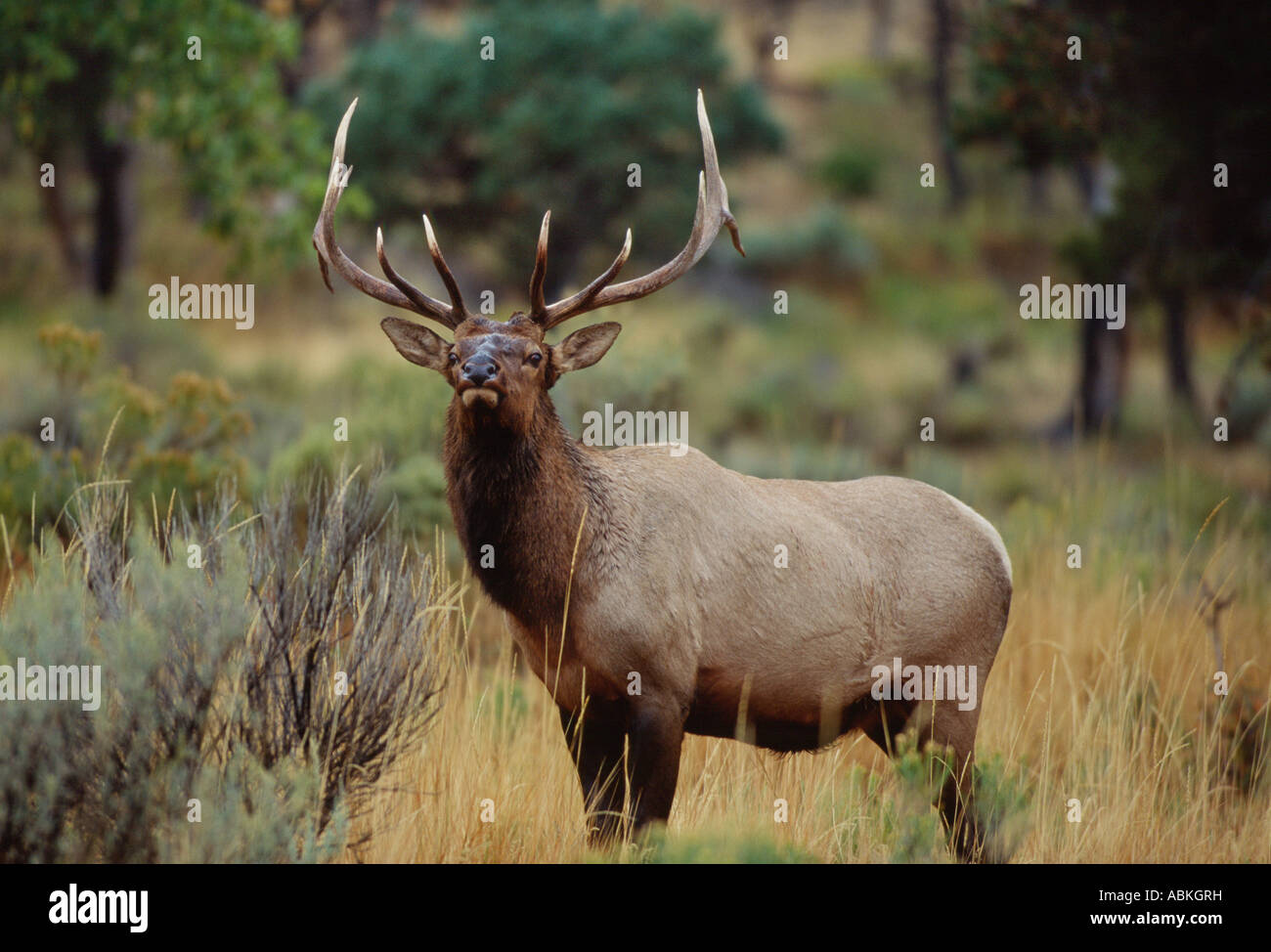 Large bull elk strutting in meadow during annual autumn rut Yellowstone National Park Wyoming USA Stock Photo