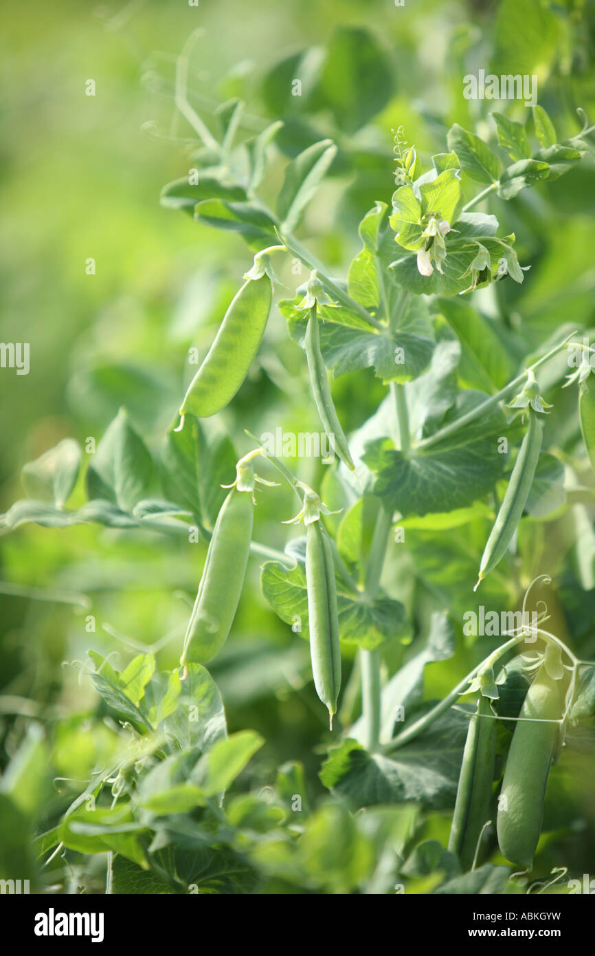 Peas growing vegetable garden hires stock photography and images Alamy