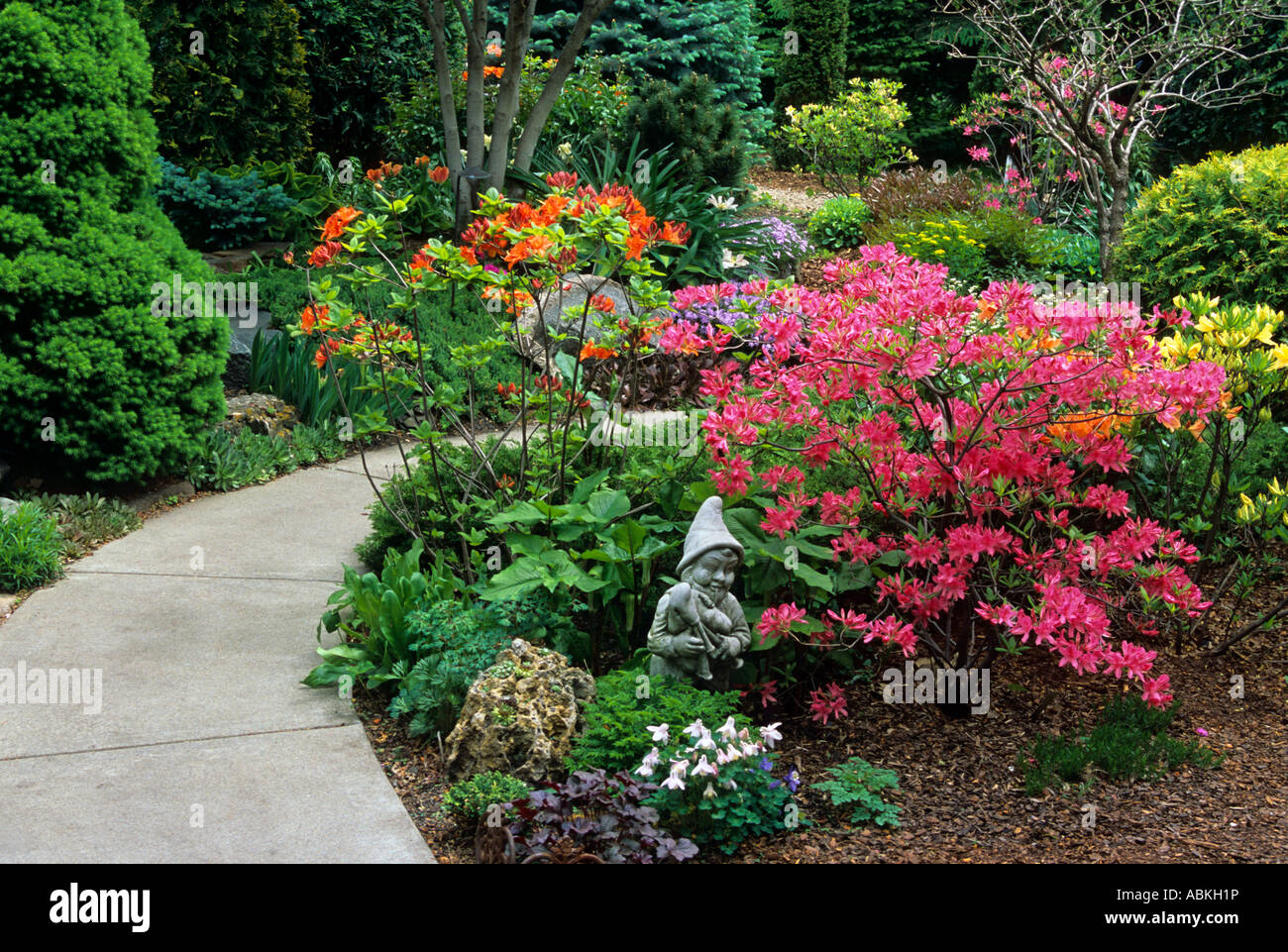 HOME GARDEN IN MINNEAPOLIS, MINNESOTA WITH BLOOMING RHODODENDRONS.  MAY. AMERICA. Stock Photo