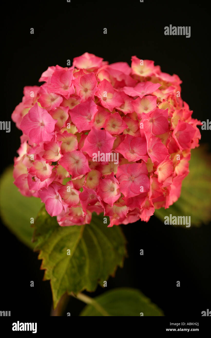 Pink Hydrangea Hydrangea macrophylla flower floral Stock Photo - Alamy