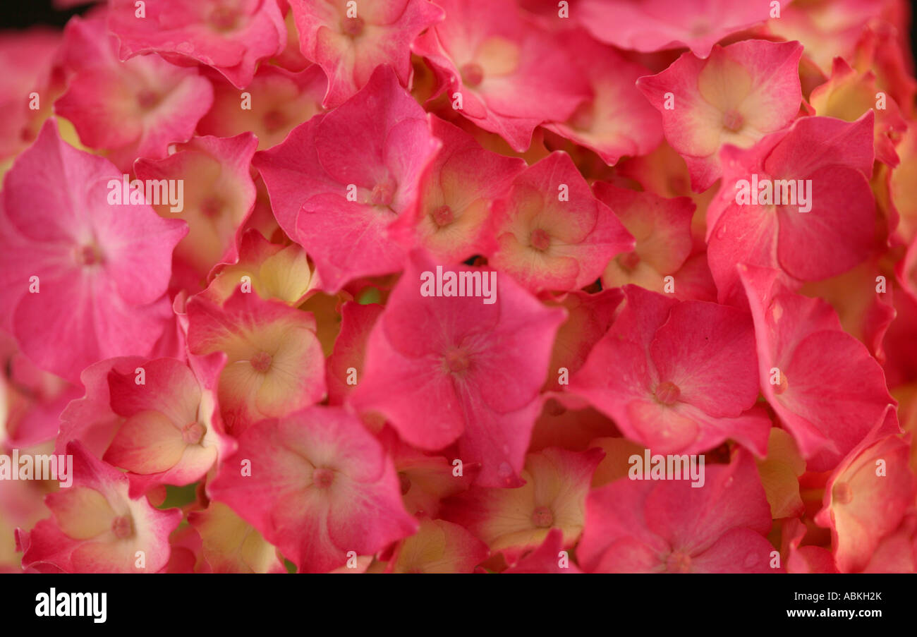 Hydrangea hydrangea macrophylla hi-res stock photography and images - Alamy
