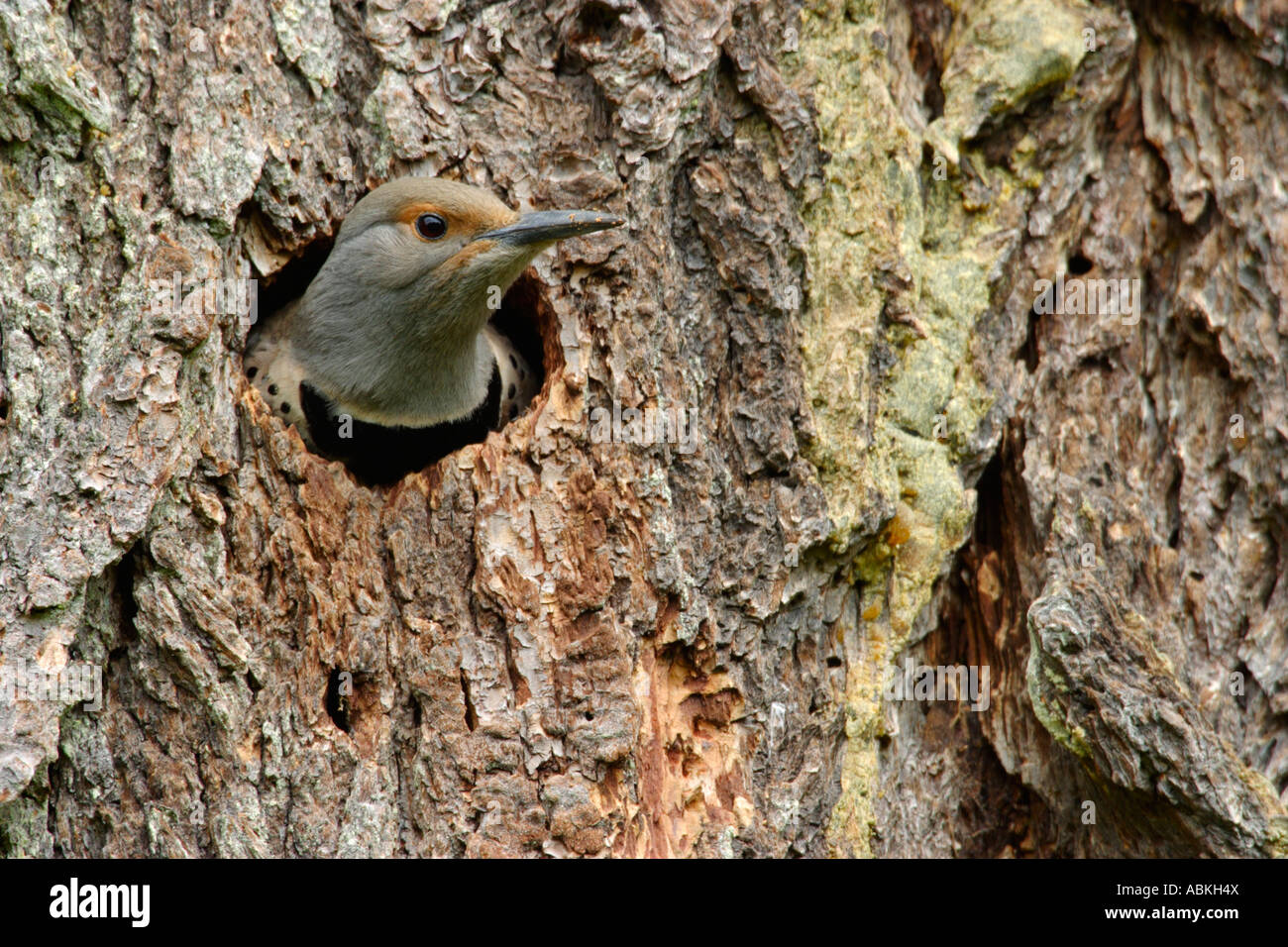 Northern flicker emerging from nest hole in dead Douglas fir tree Metchosin British Columbia Canada Stock Photo