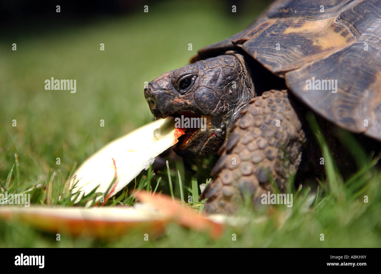 A pet tortoise eats a piece of apple in a garden UK Stock Photo Alamy
