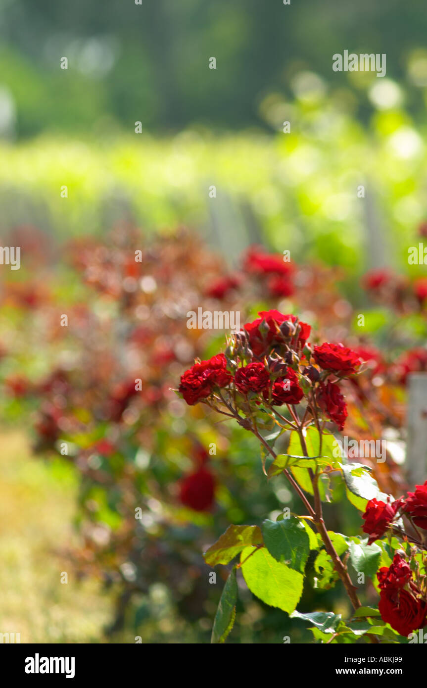 Roses rose bushes planted at the end of each row of vines Stock Photo 4216472 Alamy