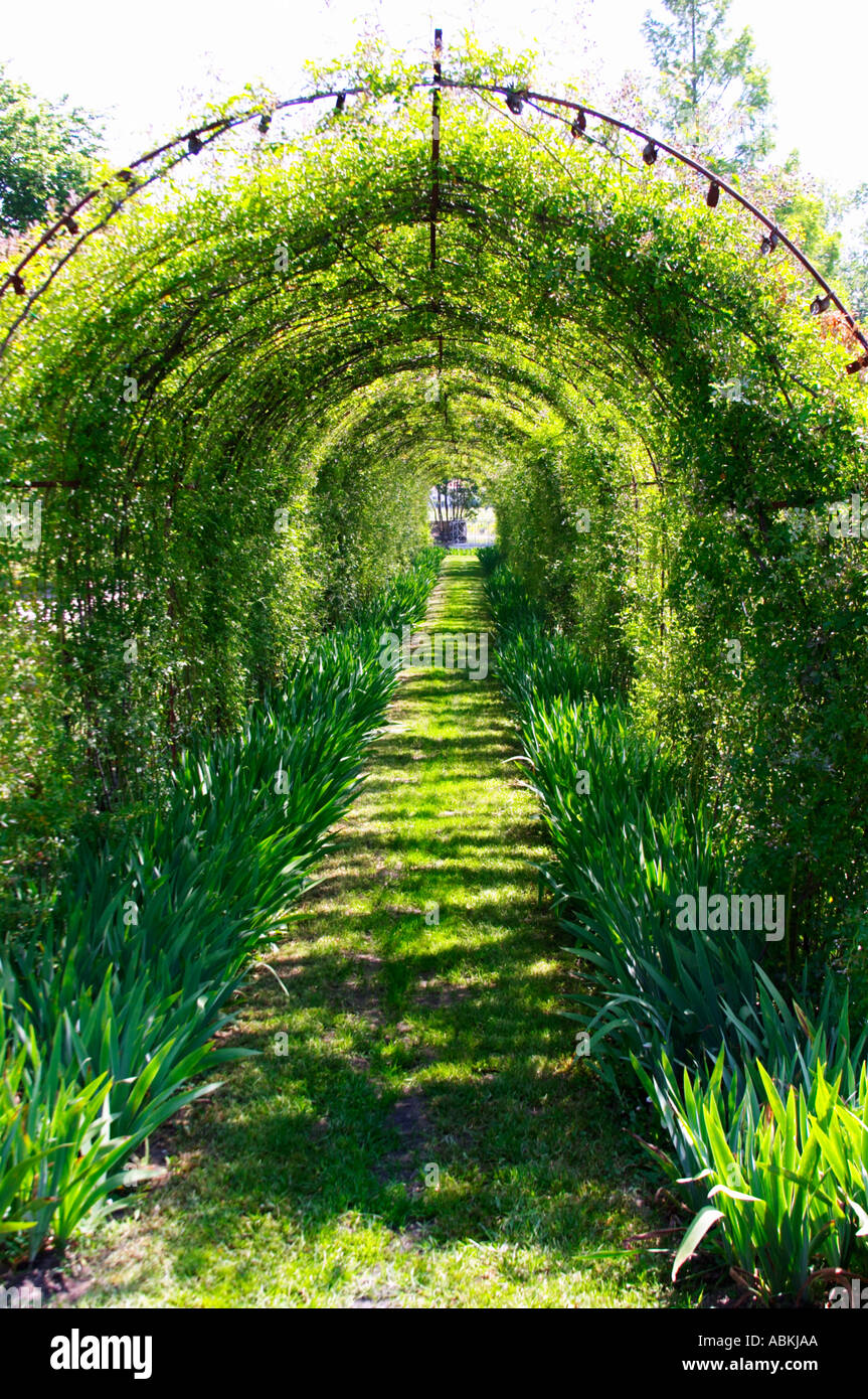 A rose bush tunnel in the garden Chateau Kirwan, Cantenac Margaux Medoc  Bordeaux Gironde Aquitaine France Stock Photo - Alamy