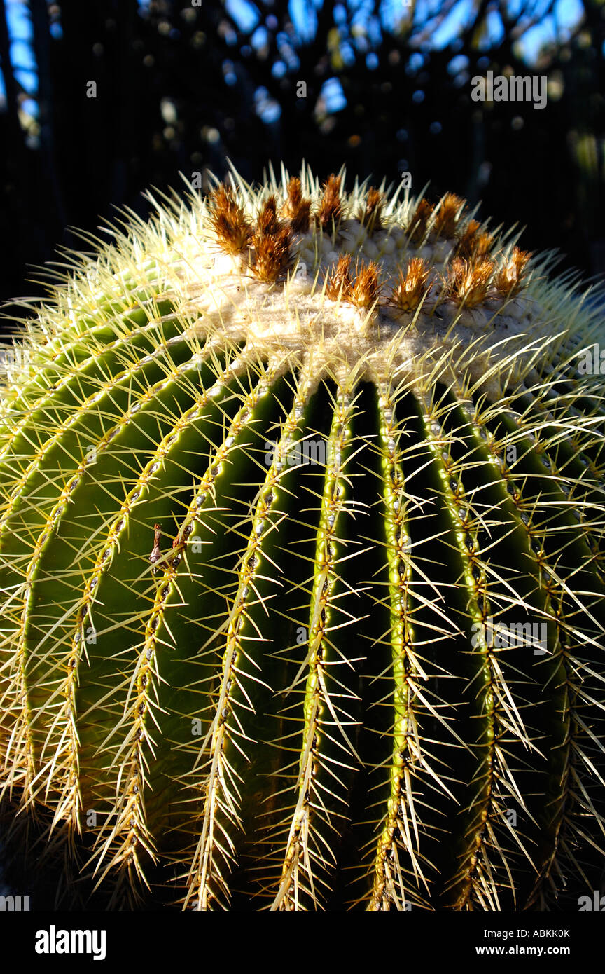 E grusonii hi-res stock photography and images - Alamy
