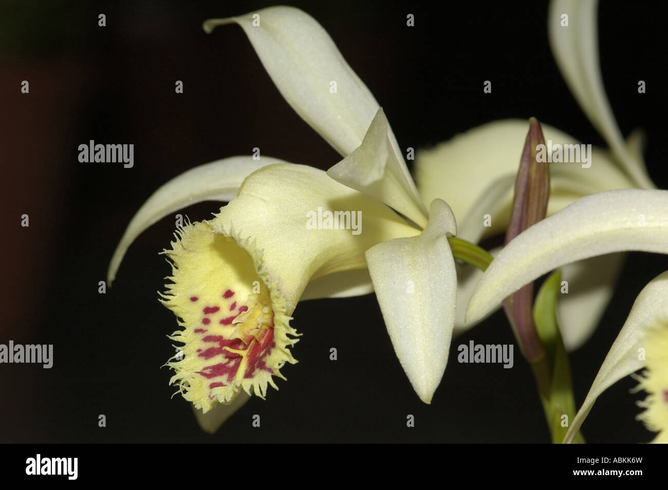 Exotic orchid Pleione shantung Ducat Stock Photo