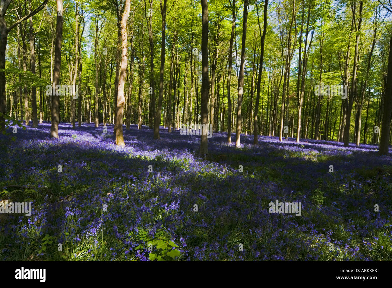 West Woods Marlborough Wiltshire UK Bluebells in Forestry Commission Wood Forest Stock Photo