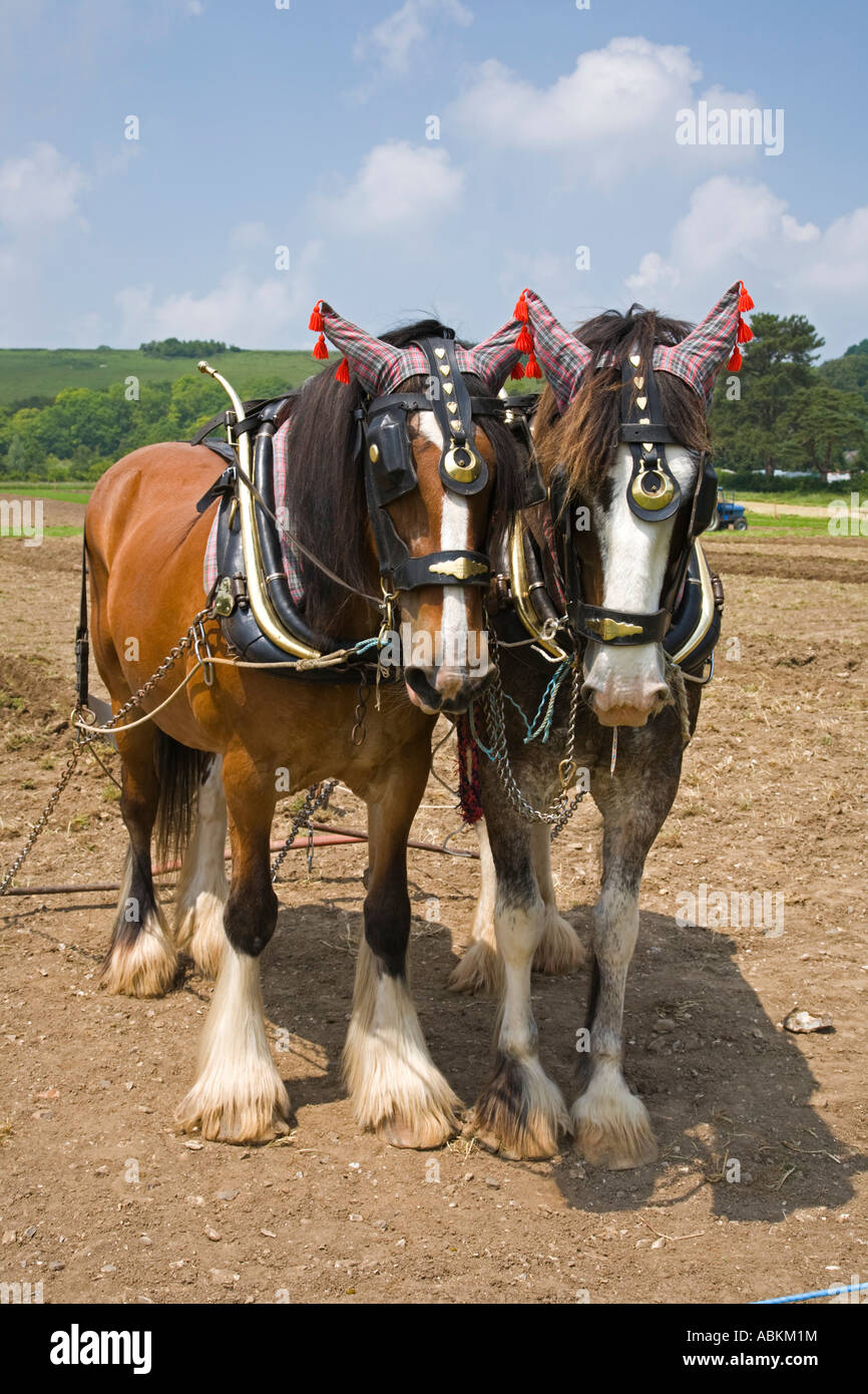 Wiltshire Steam Vintage Rally 2007 Ploughing display with Heavy horses Stock Photo