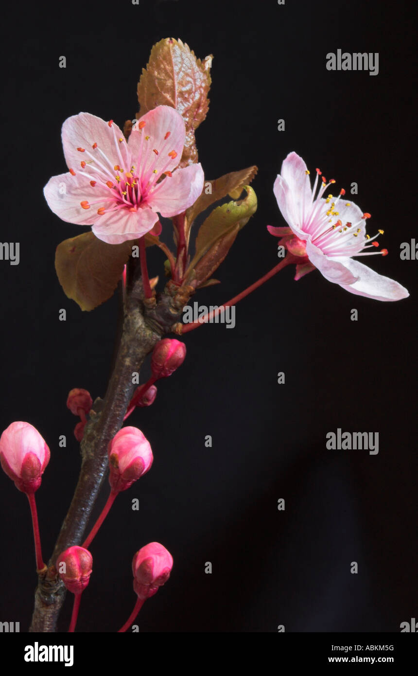 Cherry Blossom Flower taken in Spring 2007 Scarborough North Yorkshire