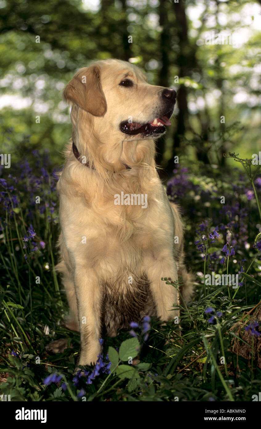 Domestic dog golden retriever hi-res stock photography and images - Alamy
